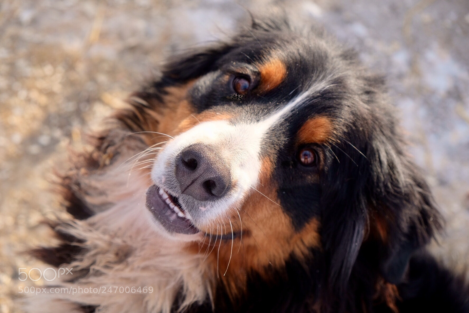 Fujifilm X-T20 sample photo. Smiling dog photography