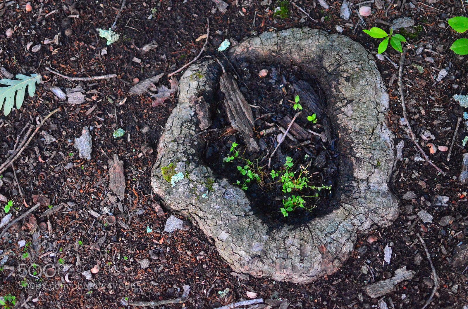 Nikon D5100 sample photo. "this is my heart" photography