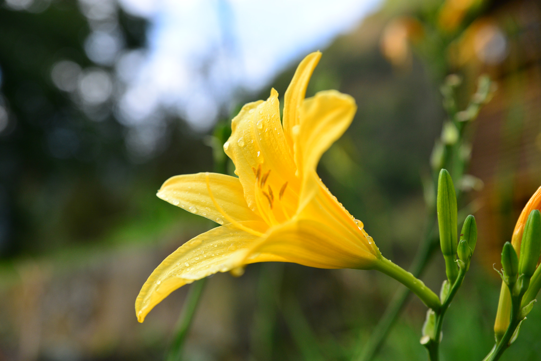 Nikon D610 + Tamron SP 24-70mm F2.8 Di VC USD sample photo. El rocio de la mañana photography