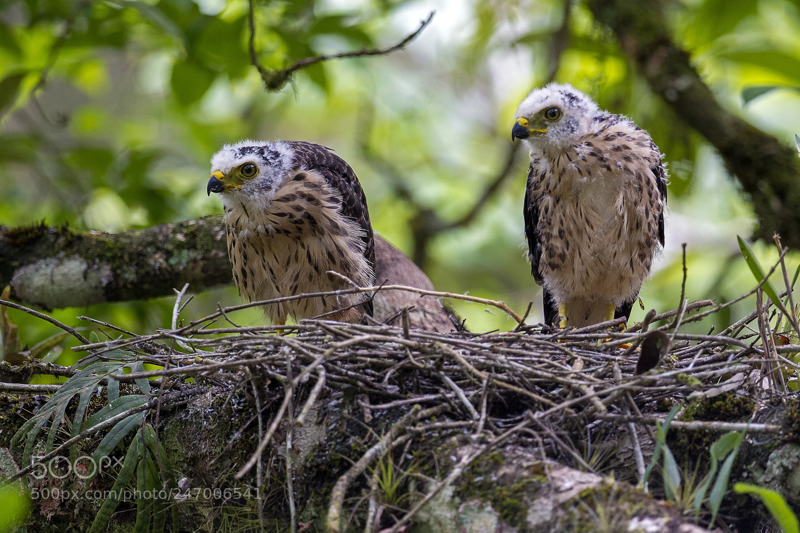 Nikon D5 sample photo. Rufous-thighed kite puppies photography