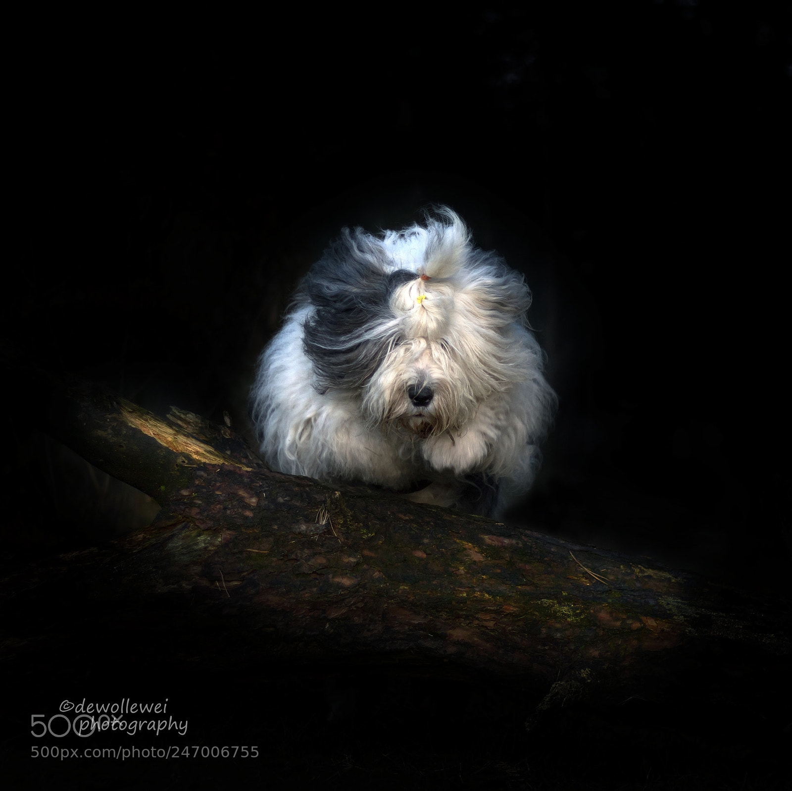 Canon EOS 7D Mark II sample photo. Scarlett photography