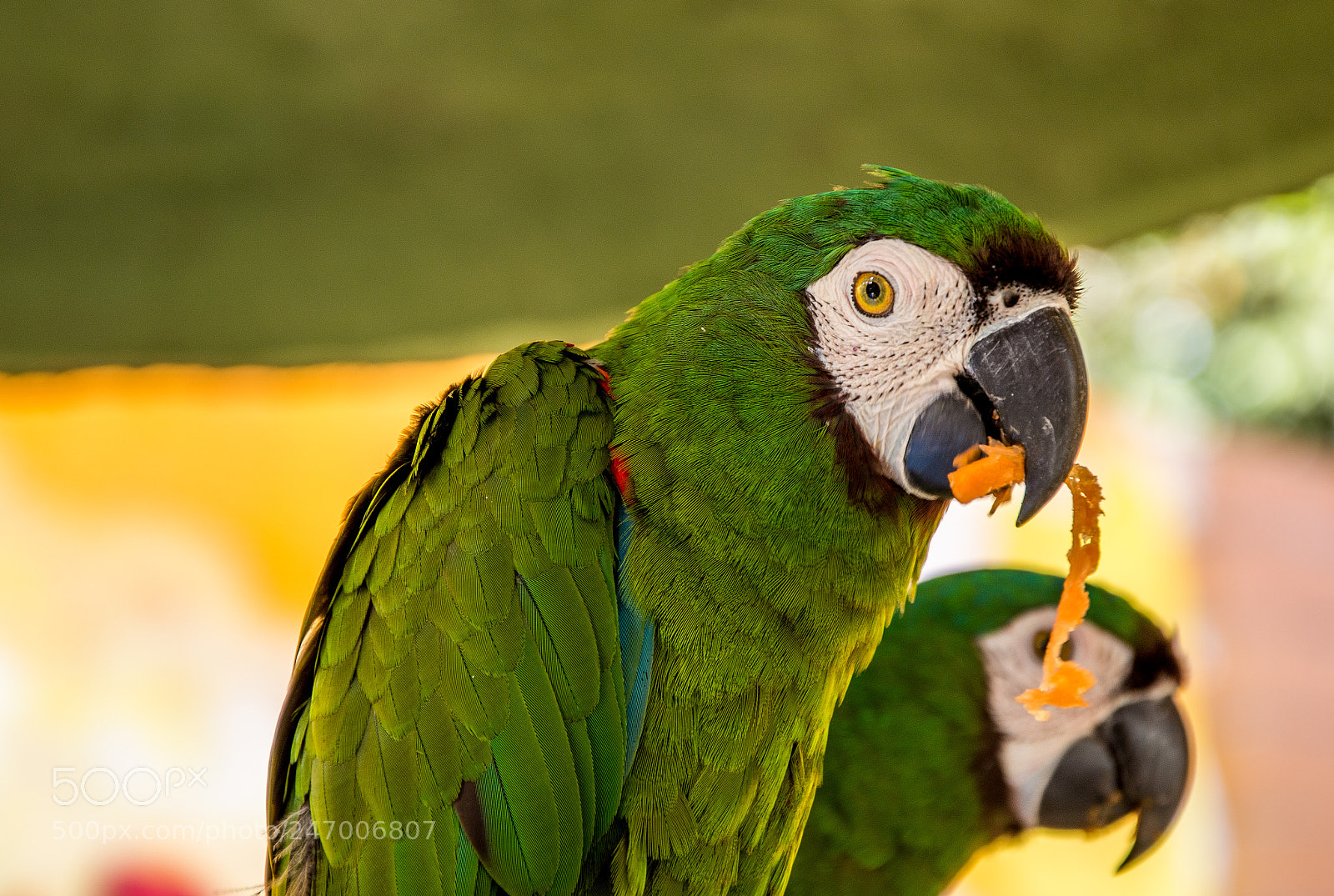 Nikon D7200 sample photo. Pic photography