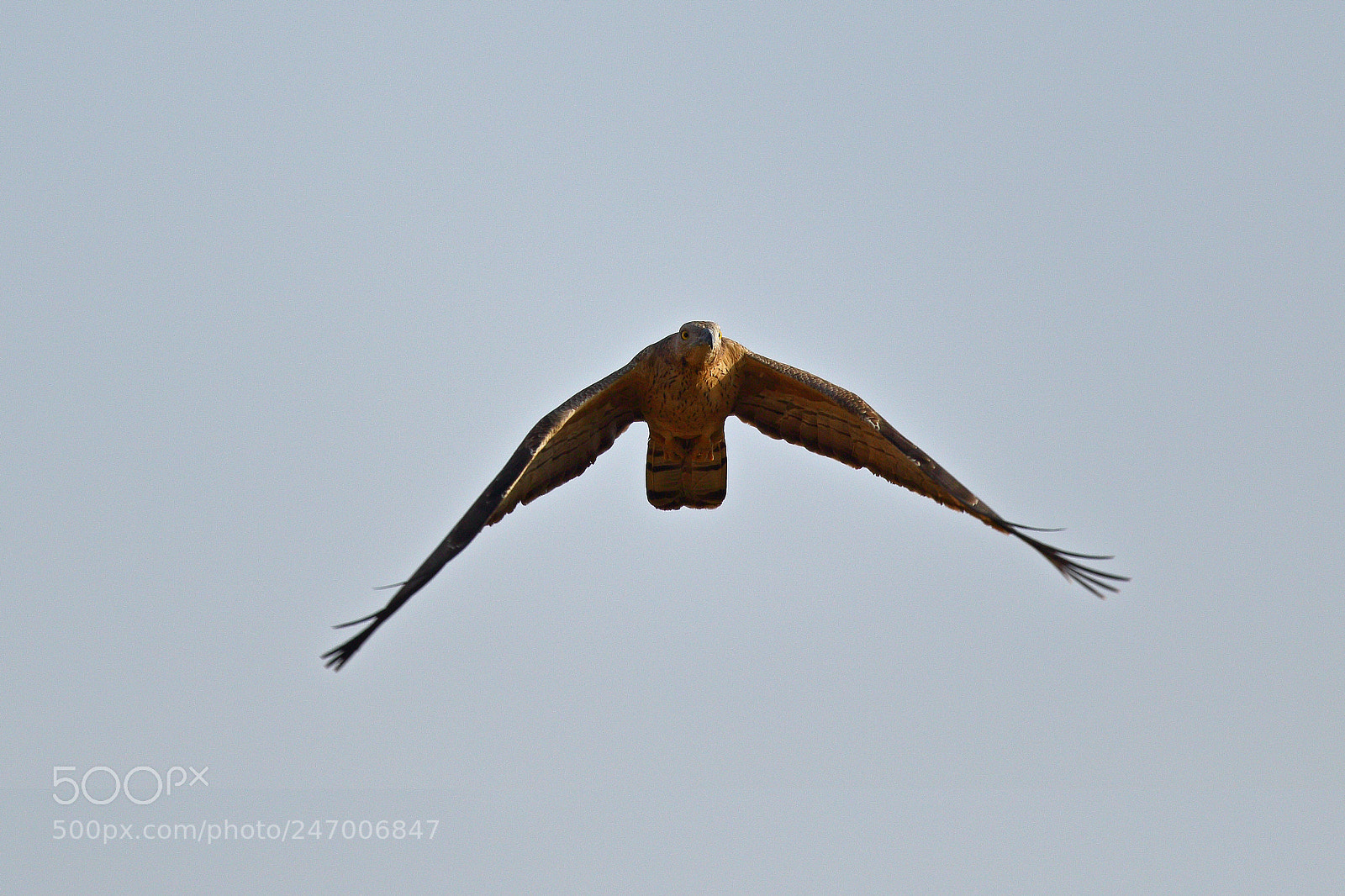 Canon EOS 7D Mark II sample photo. Oriental honey-buzzard photography
