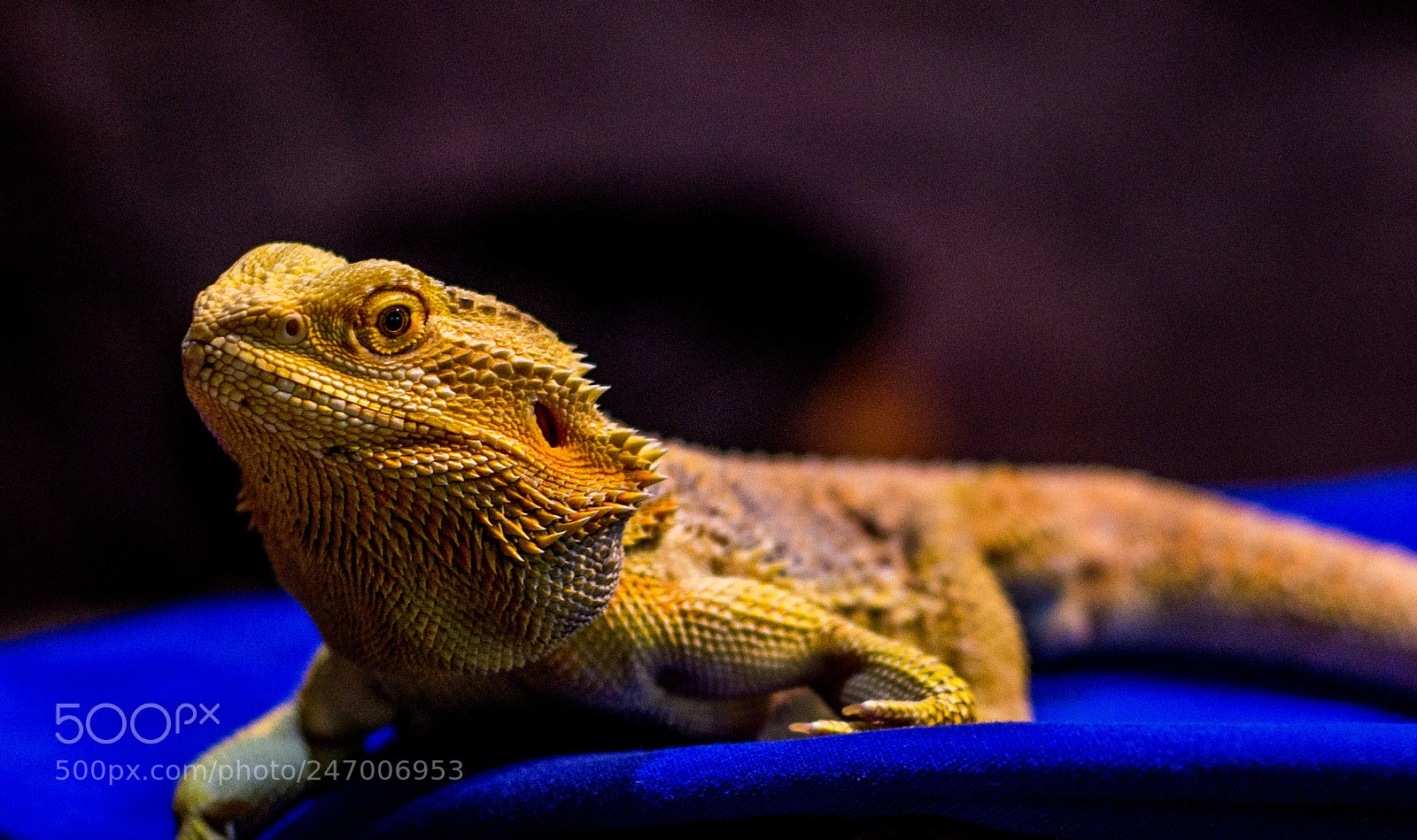 Nikon D7200 sample photo. Pic photography