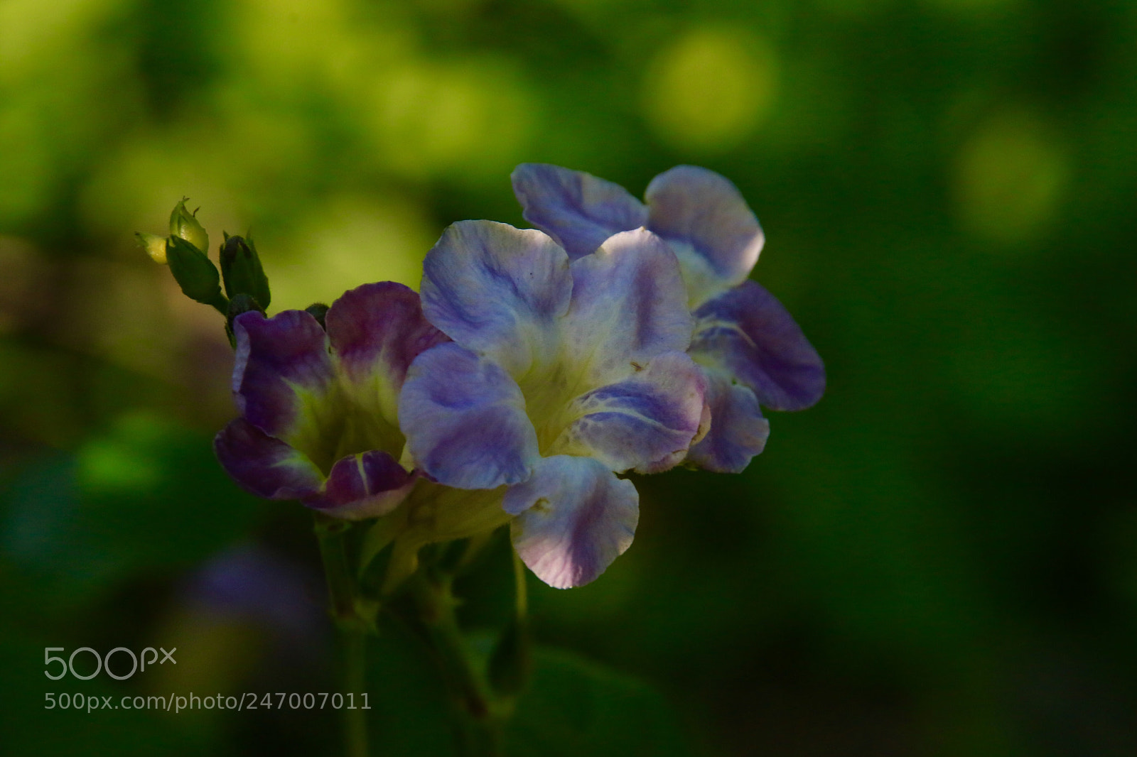 Canon EOS 7D Mark II sample photo. Purple photography