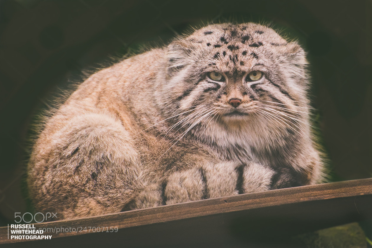Nikon D810 sample photo. Palla's cat photography