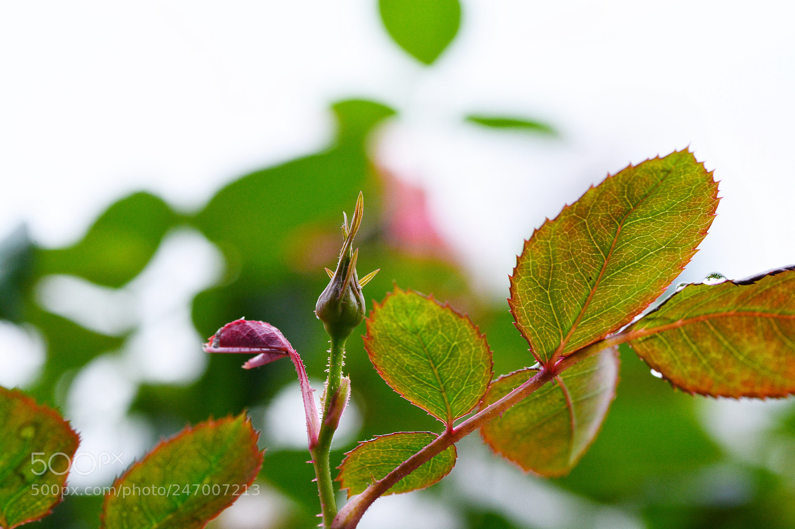 Nikon D7100 sample photo. Untitled photography