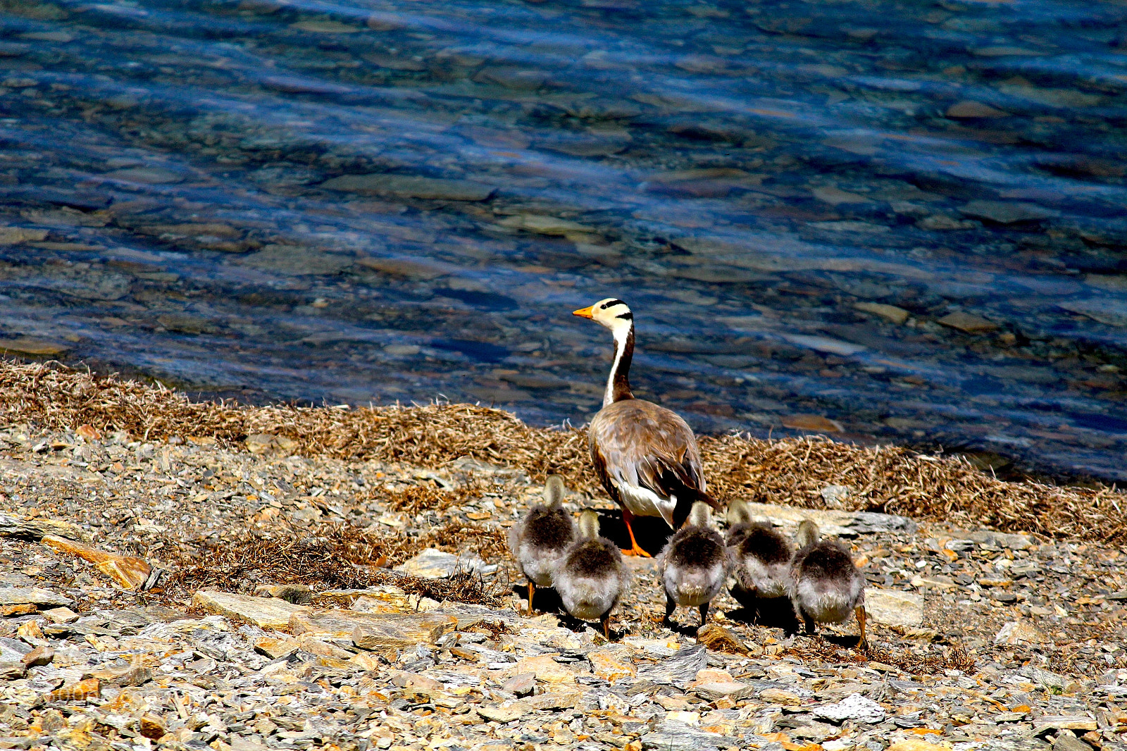 Canon EOS 1200D (EOS Rebel T5 / EOS Kiss X70 / EOS Hi) sample photo. Bar headed mother goose photography