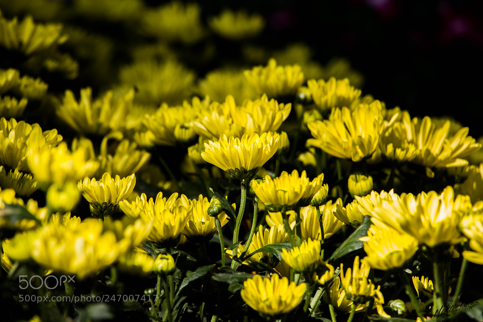 Canon EOS 60D sample photo. Noname1 photography