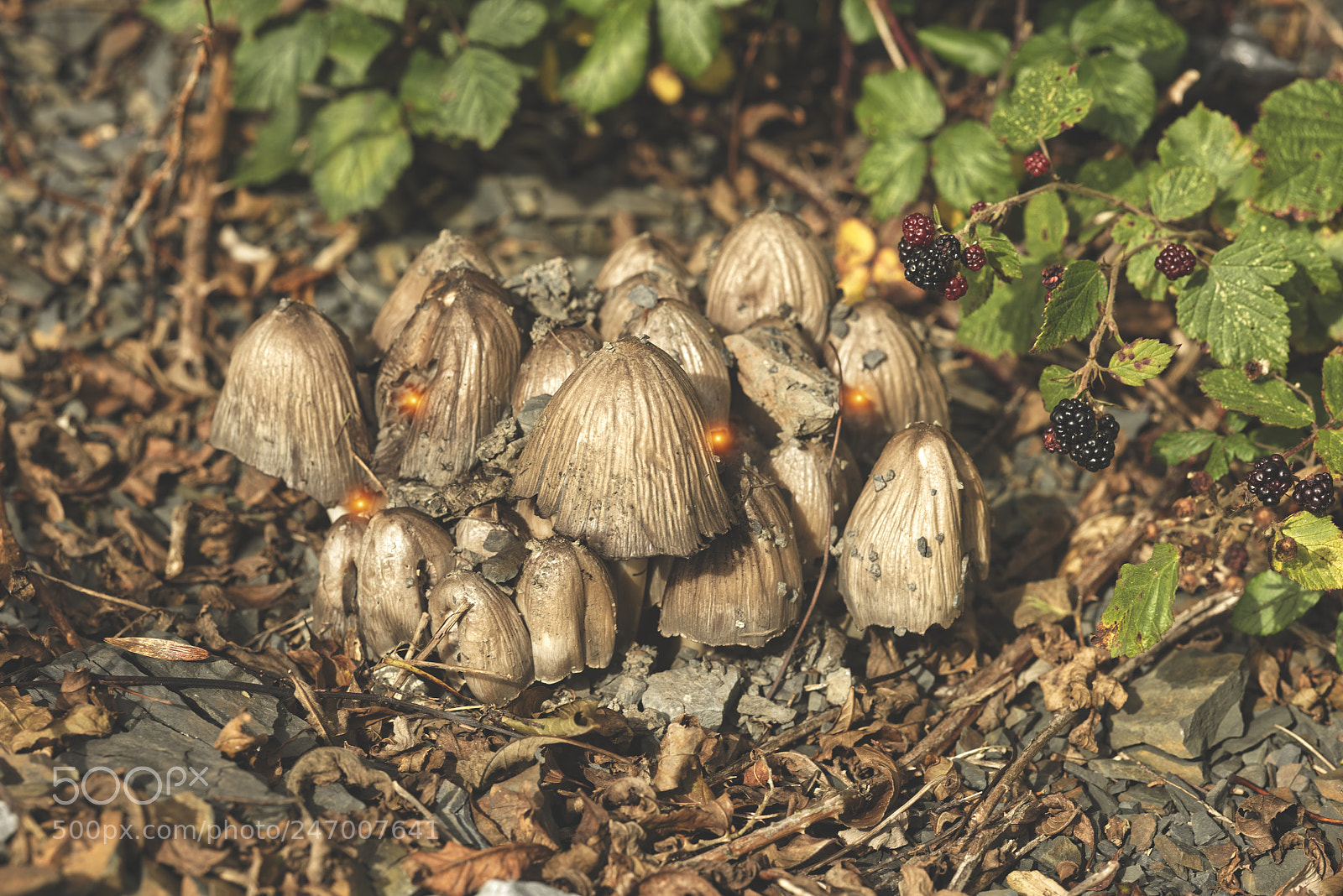Nikon D810 sample photo. The fairy kingdom photography