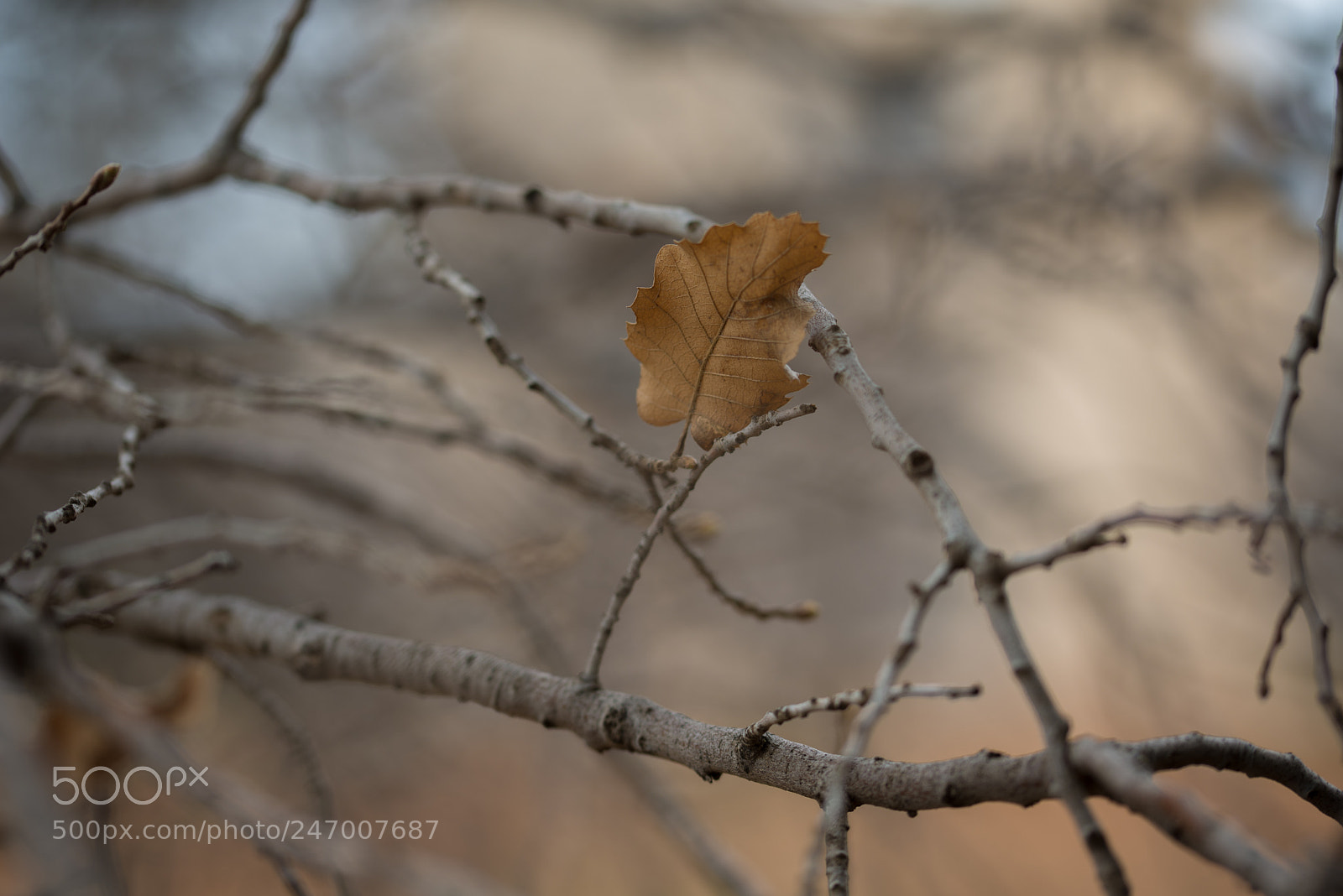 Nikon D610 sample photo. Macro photography