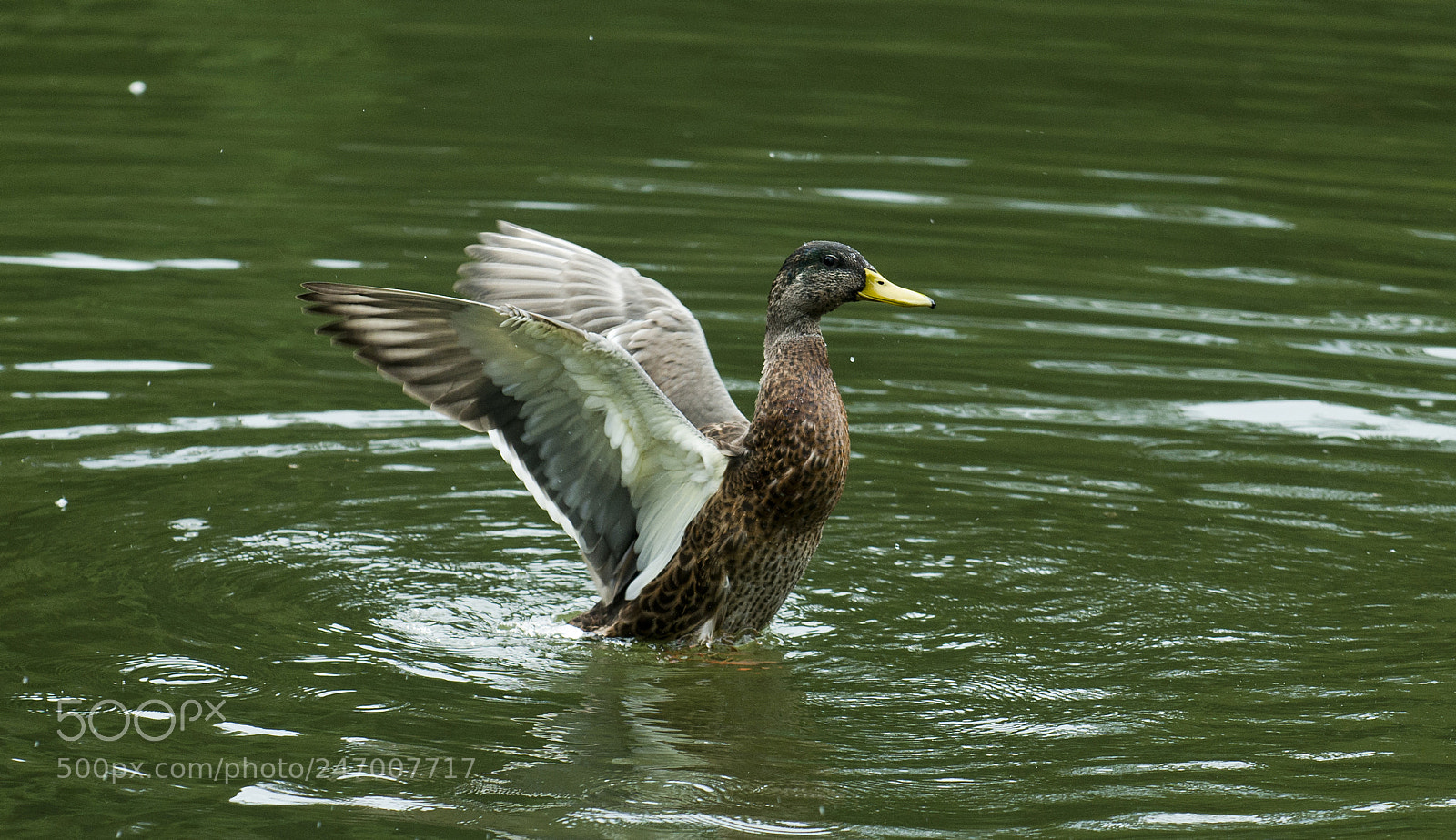 Nikon D800 sample photo. Untitled photography