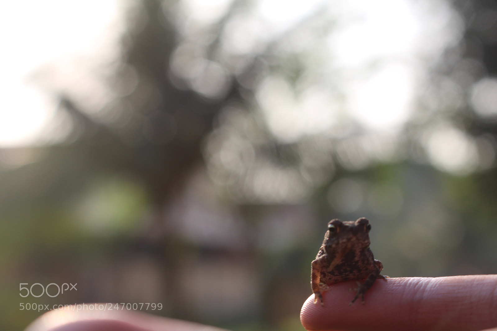 Canon EOS 700D (EOS Rebel T5i / EOS Kiss X7i) sample photo. Chillin frog photography