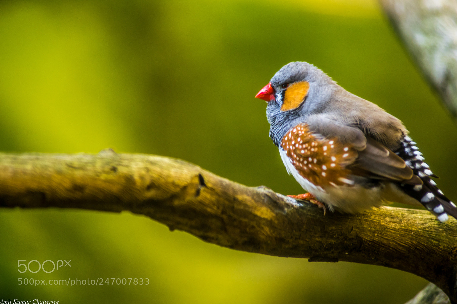 Nikon D3100 sample photo. Bird photography