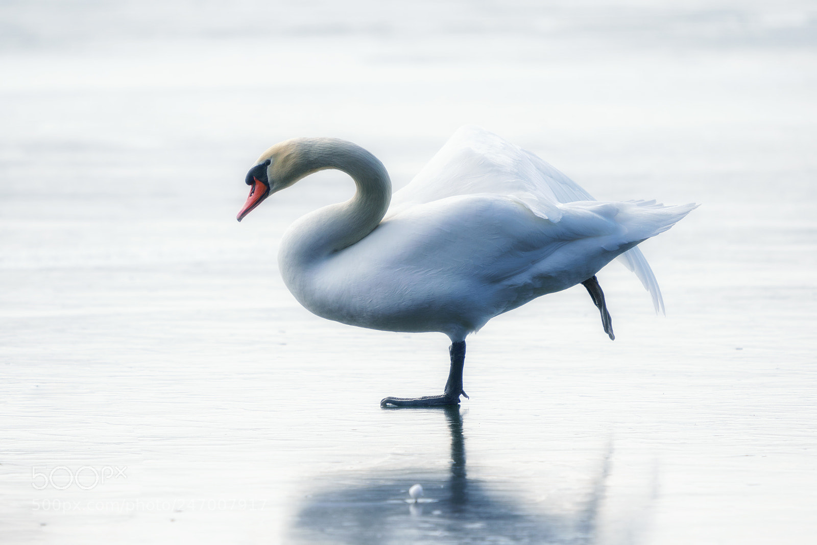 Sony a7R III sample photo. Walking on a frozen photography
