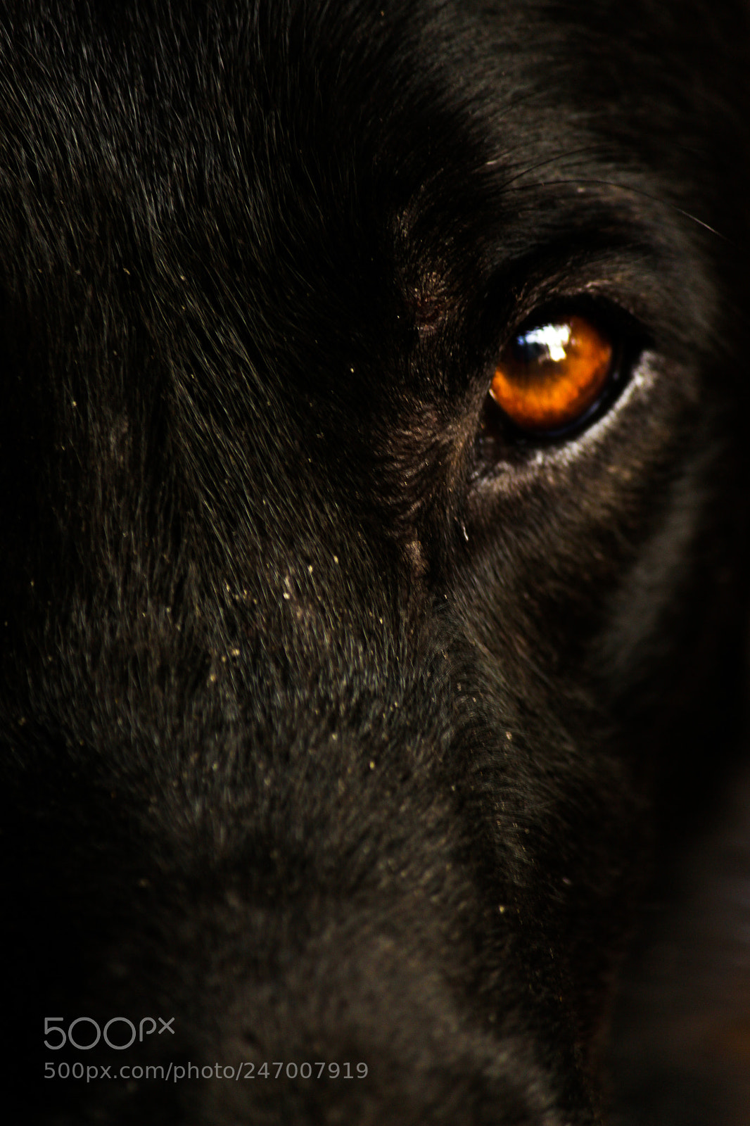 Canon EOS 700D (EOS Rebel T5i / EOS Kiss X7i) sample photo. That look on his photography