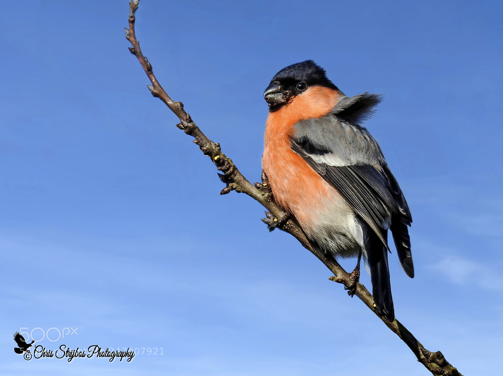 Nikon Coolpix P900 sample photo. Goudvink in de wind photography