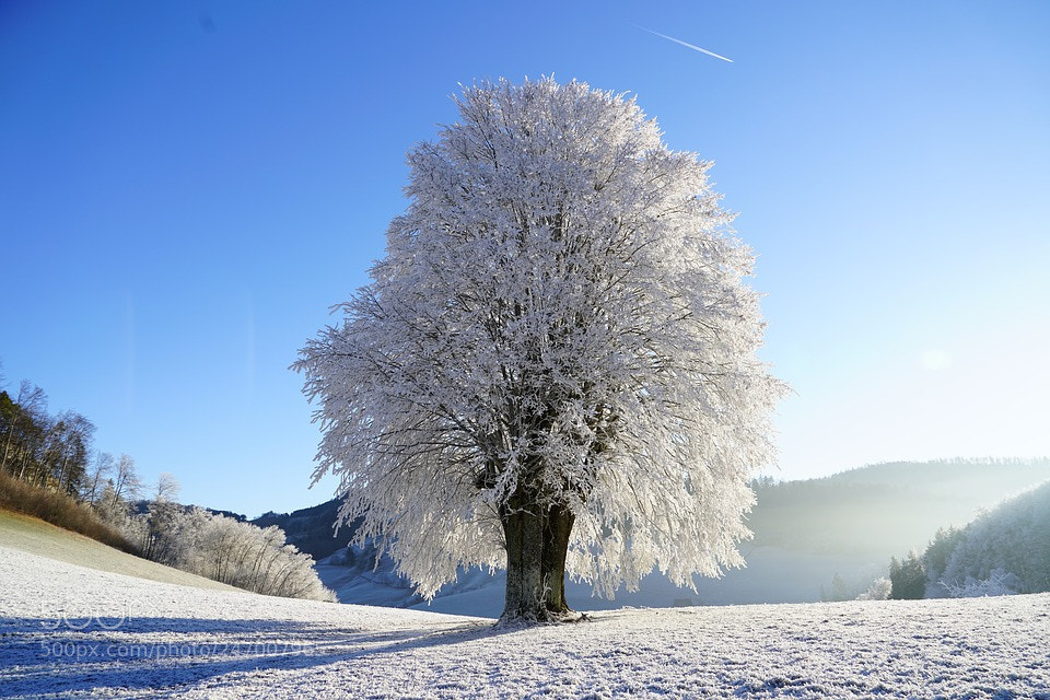 Sony a7R II sample photo. Wintry photography