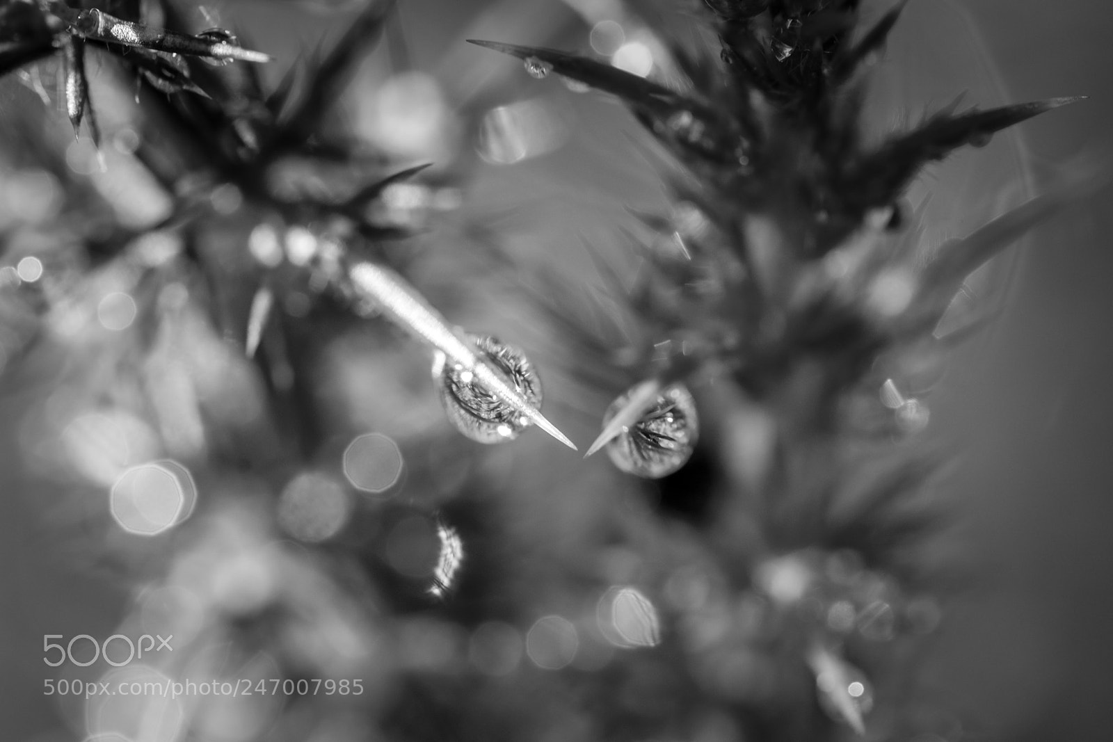 Nikon D7100 sample photo. Wassertropfen distel photography
