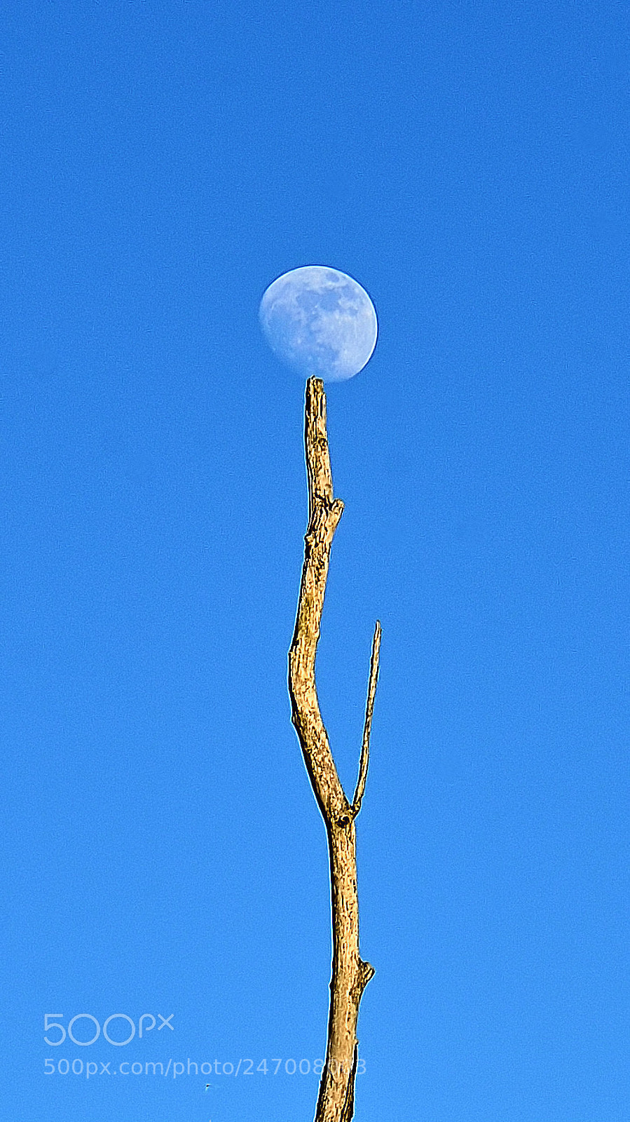 Nikon D7000 sample photo. Moon on a stick photography