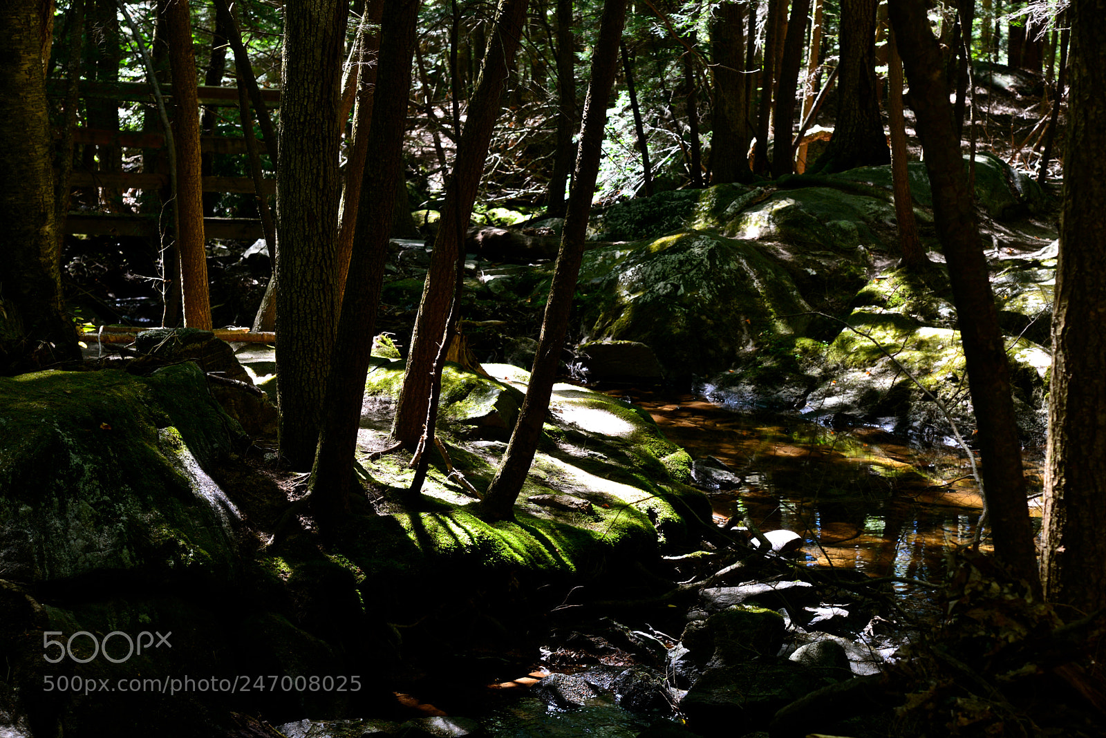 Nikon D600 sample photo. Light in deep woods photography
