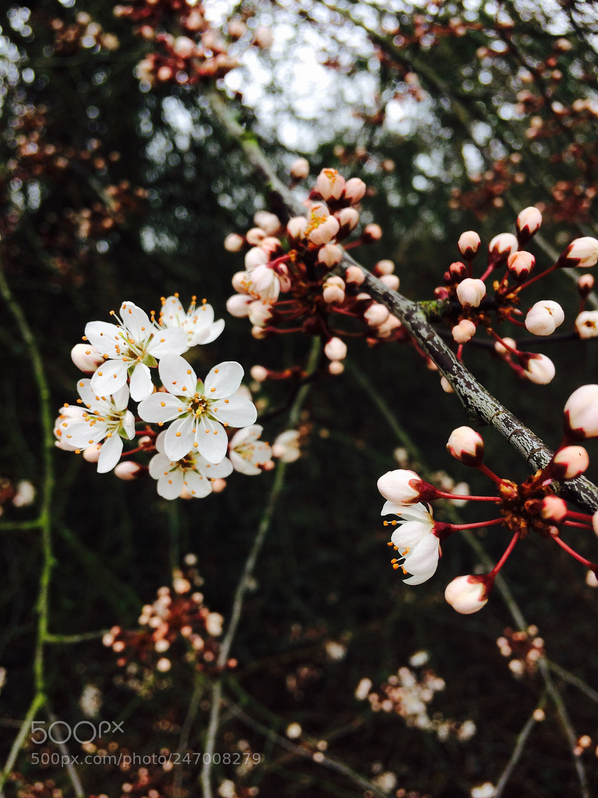 Apple iPhone 5s sample photo. Untitled photography