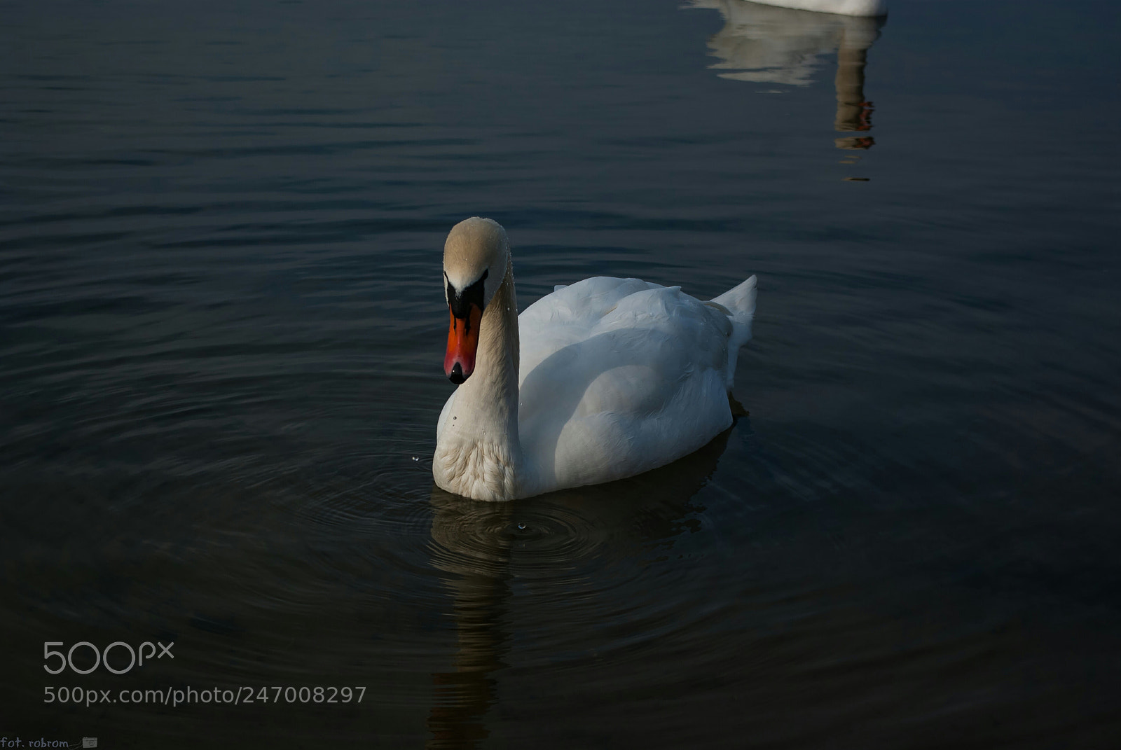Pentax K10D sample photo. Swan photography