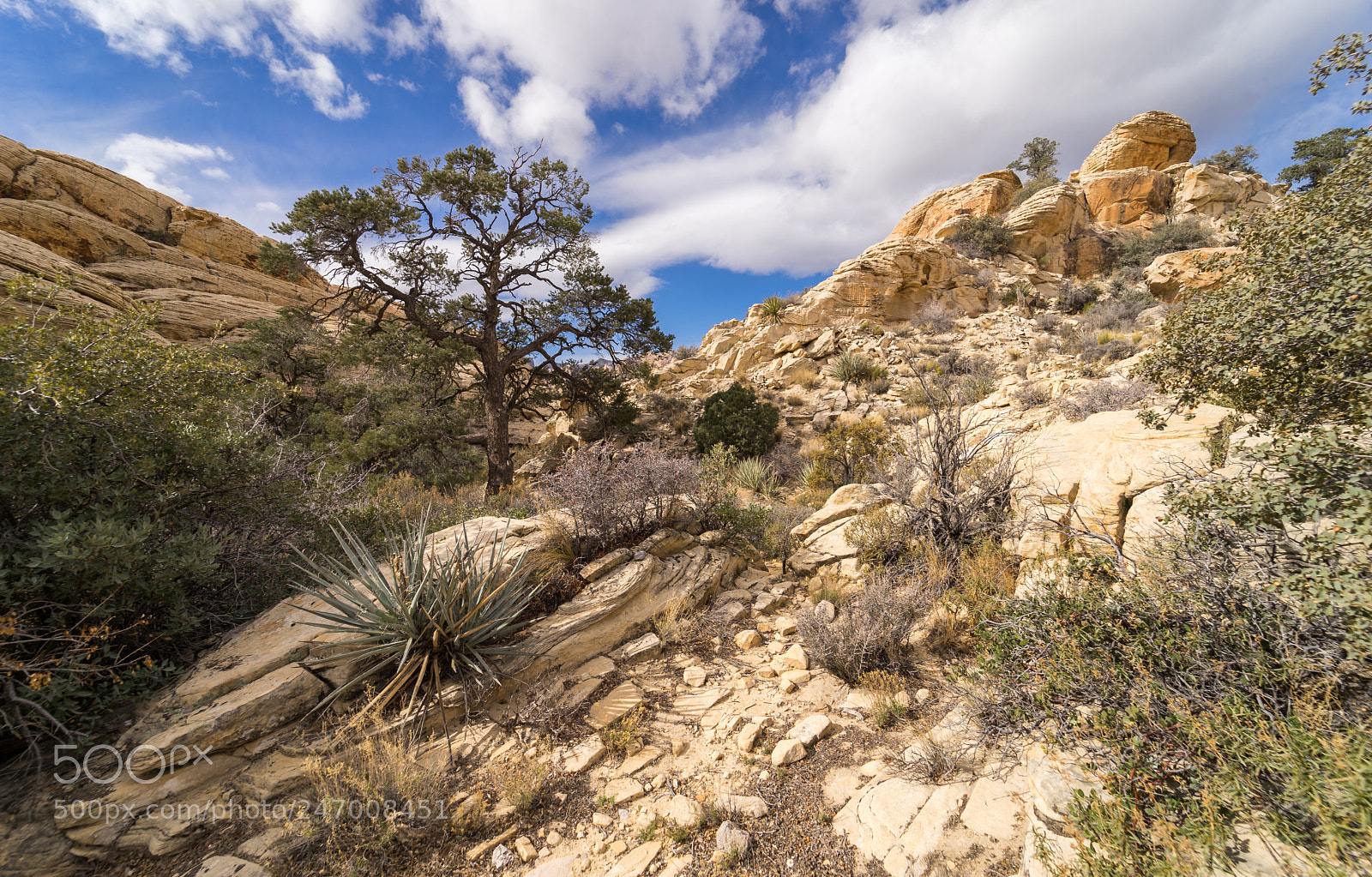 Sony a7 sample photo. A view from calico photography