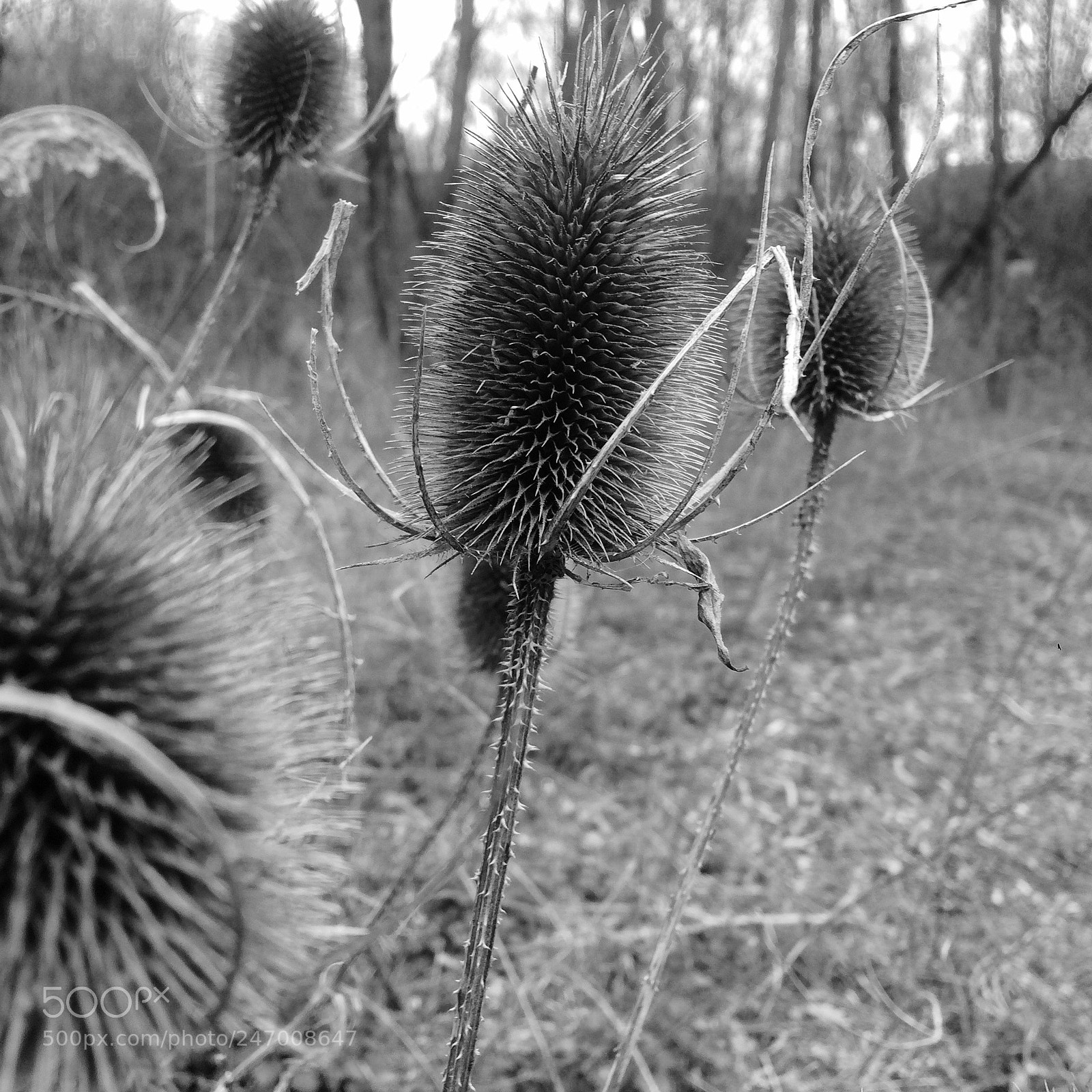 Apple iPhone 5s sample photo. Untitled photography