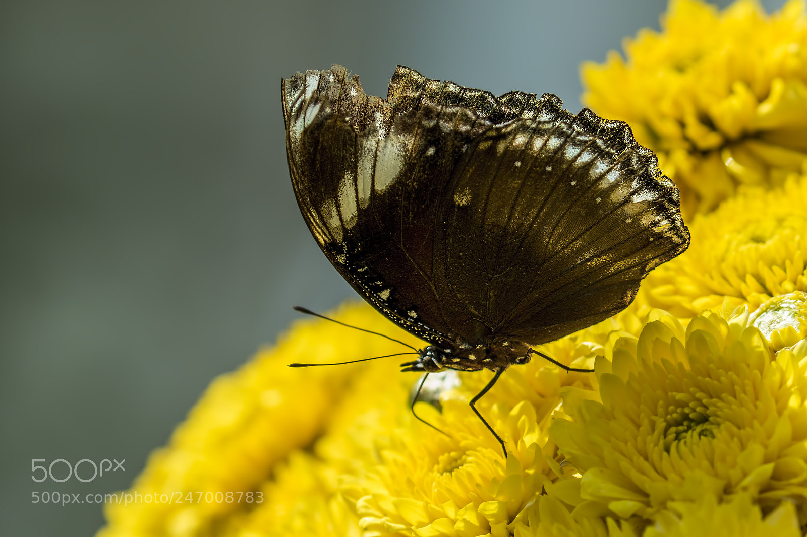 Canon EOS 7D Mark II sample photo. Tropical butterfly... photography
