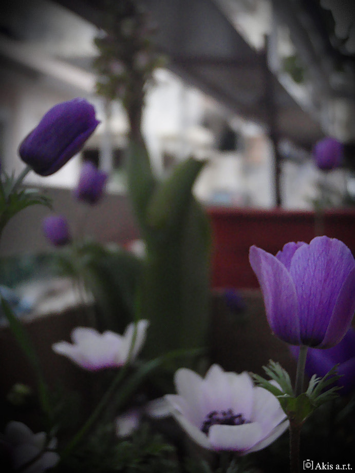 Olympus u790SW,S790SW sample photo. "wild nature on balcony..." photography