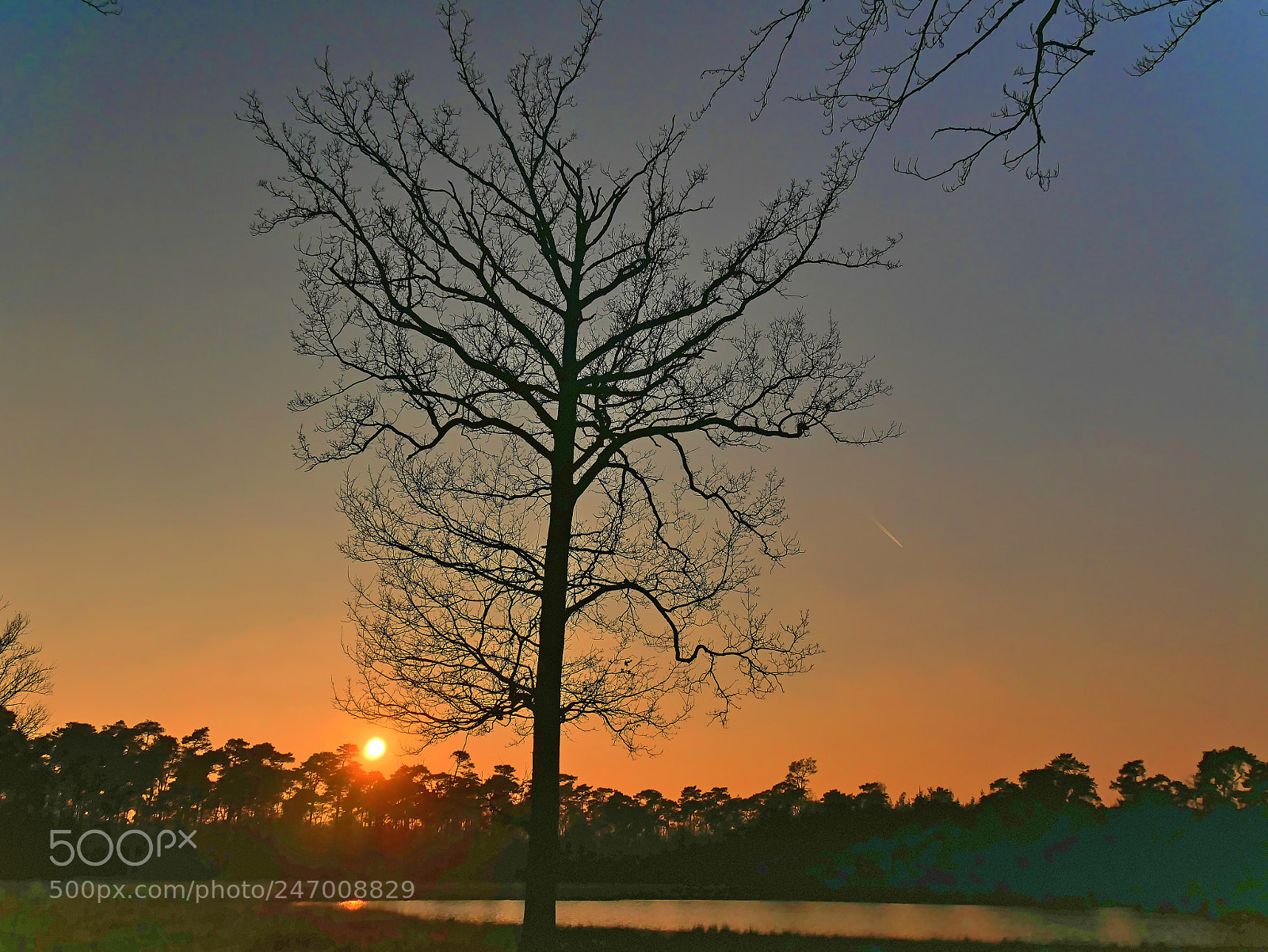 Panasonic Lumix DMC-G85 (Lumix DMC-G80) sample photo. The sunset tree photography