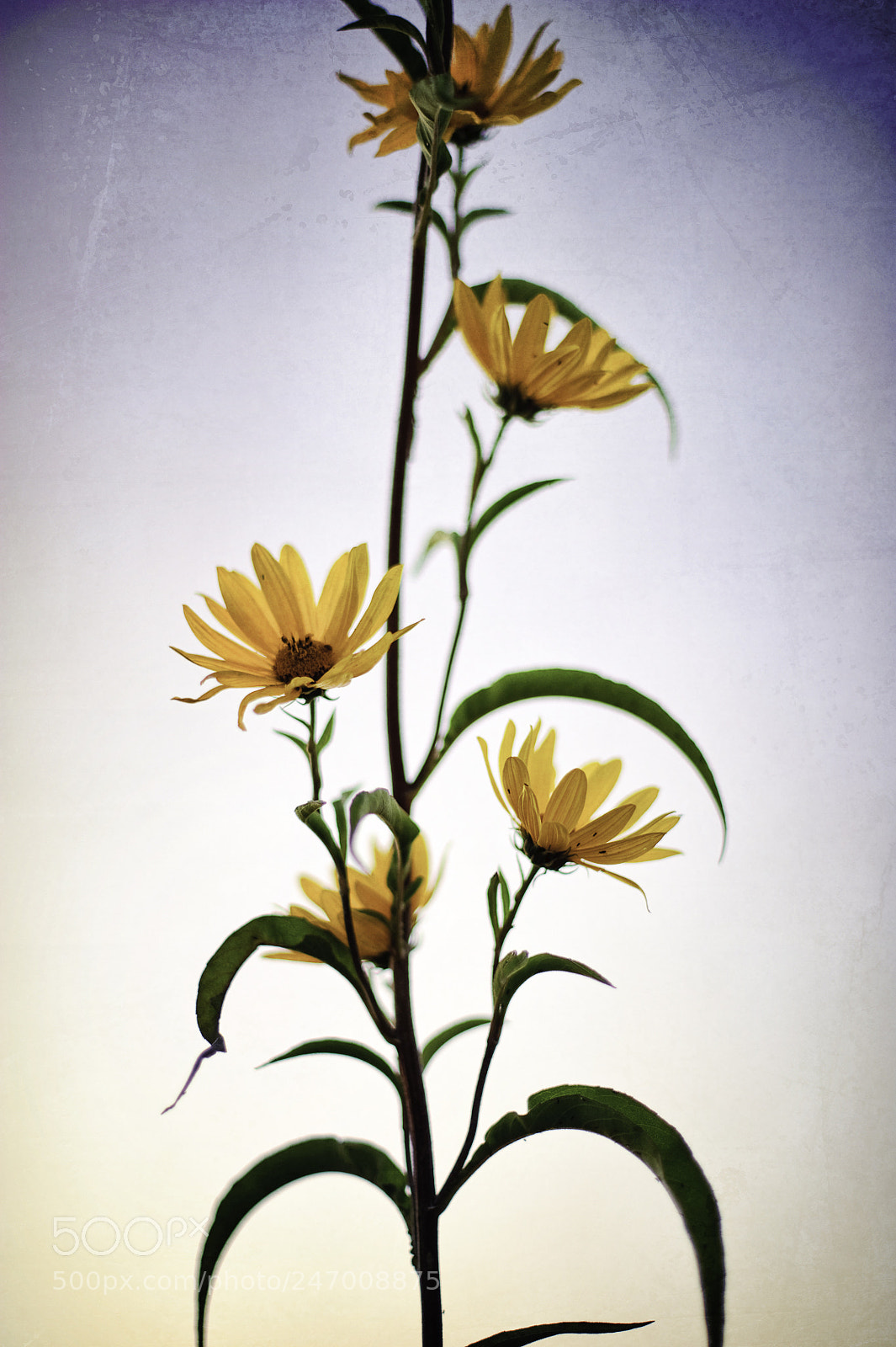 Nikon D700 sample photo. Daisys reaching photography