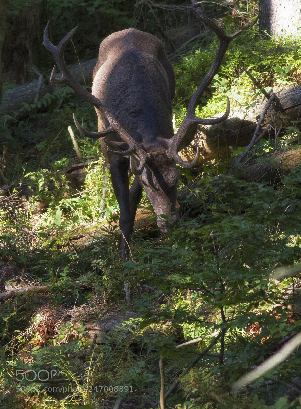 Canon EOS 7D sample photo. The deer in the photography