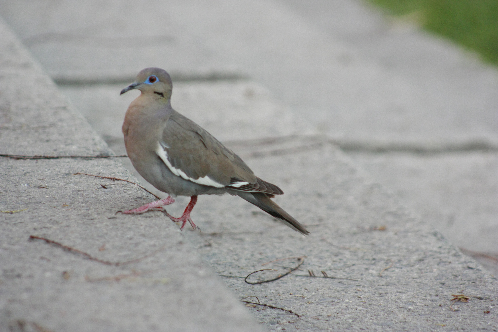 EF75-300mm f/4-5.6 sample photo. Estilo photography