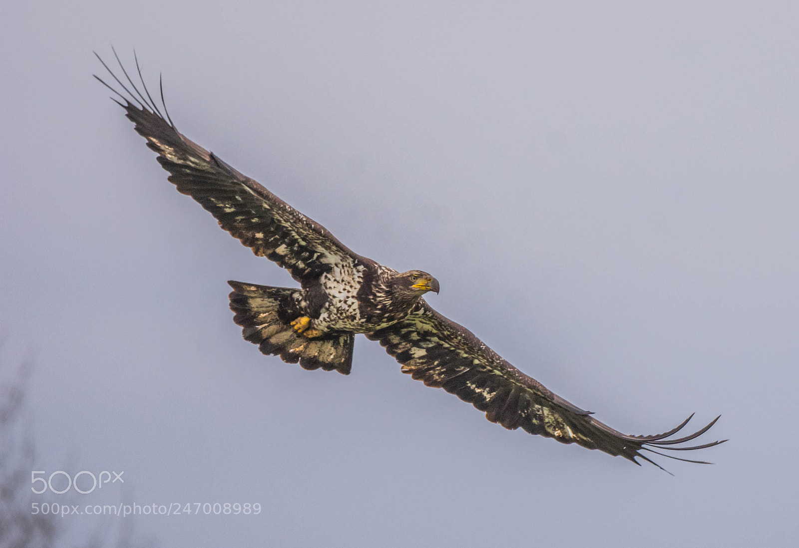 Nikon D7200 sample photo. Juvenile bald eagle photography