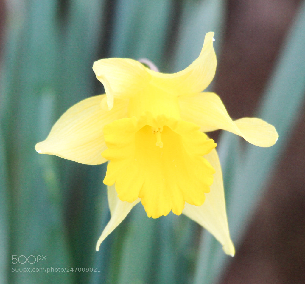 Canon EOS 1300D (EOS Rebel T6 / EOS Kiss X80) sample photo. Spring is near! photography