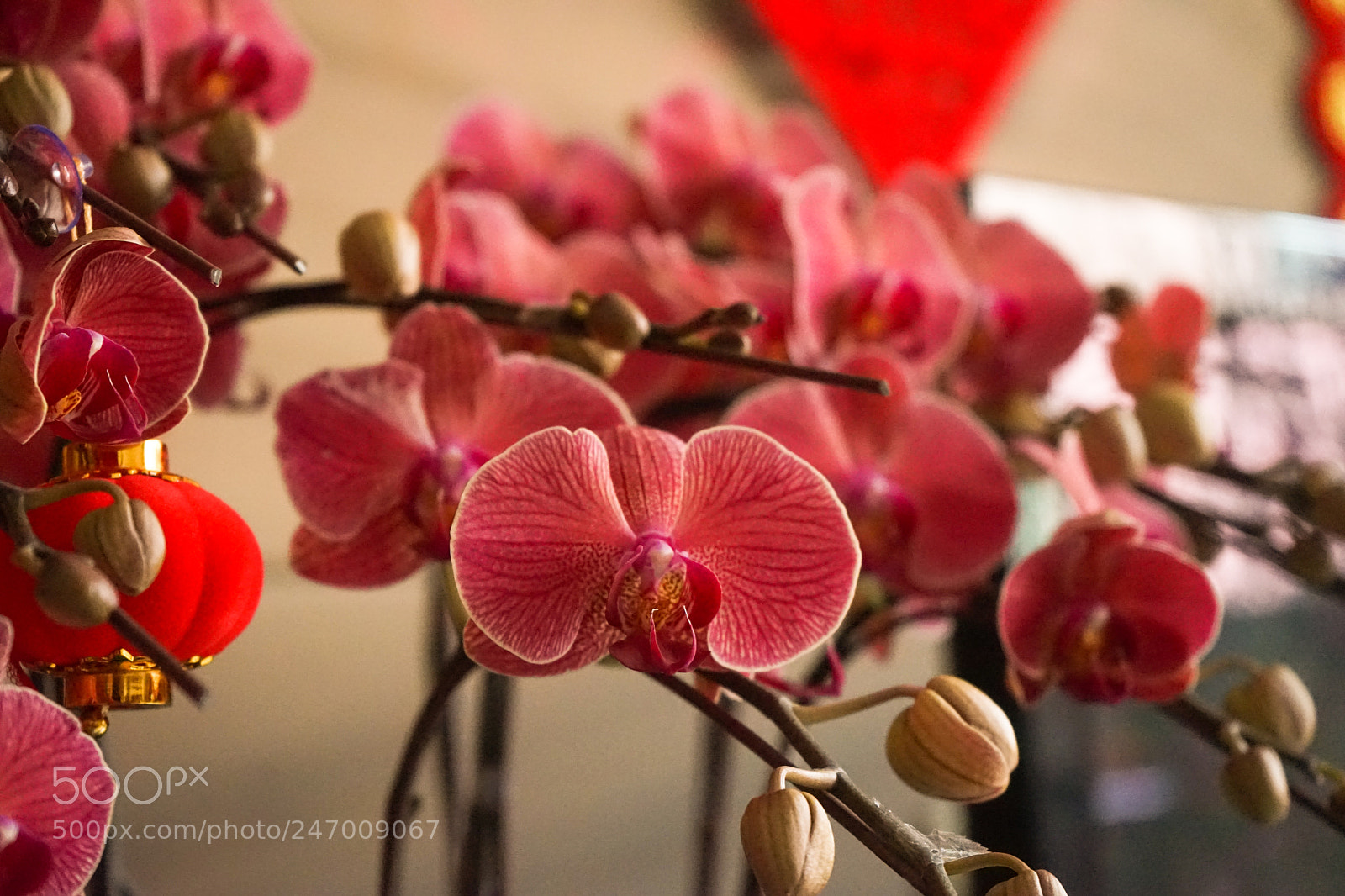 Sony a7 sample photo. Dsc photography