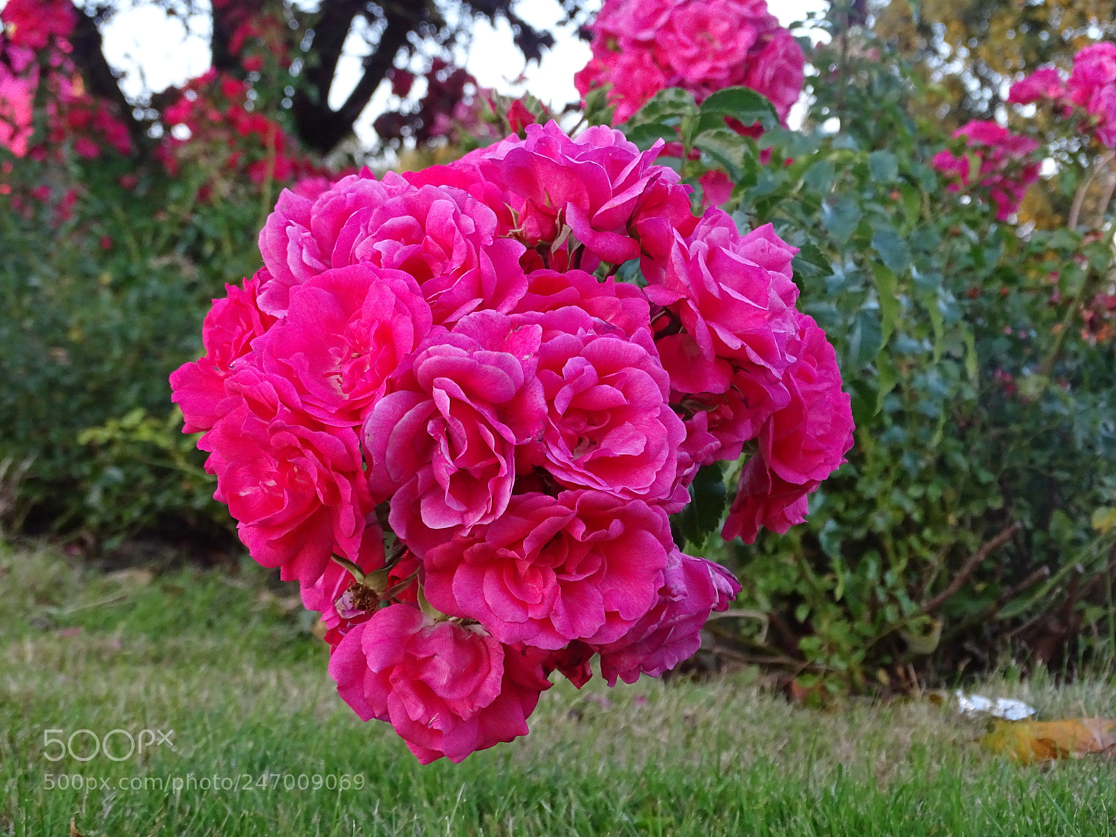 Sony Cyber-shot DSC-HX400V sample photo. Untitled photography