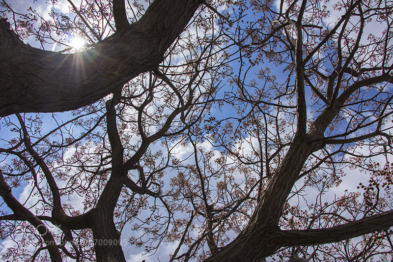 Canon EOS 60D sample photo. Untitled photography