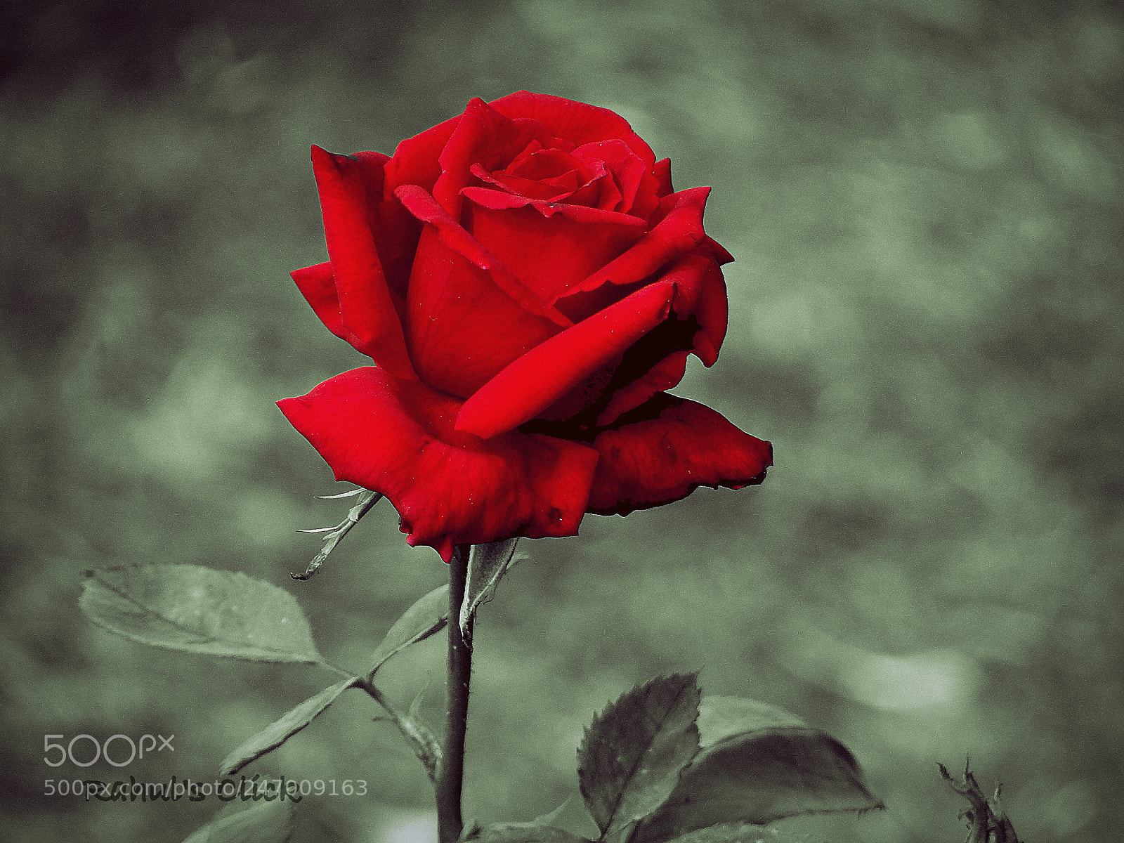 Sony DSC-HX200V sample photo. Red rose photography