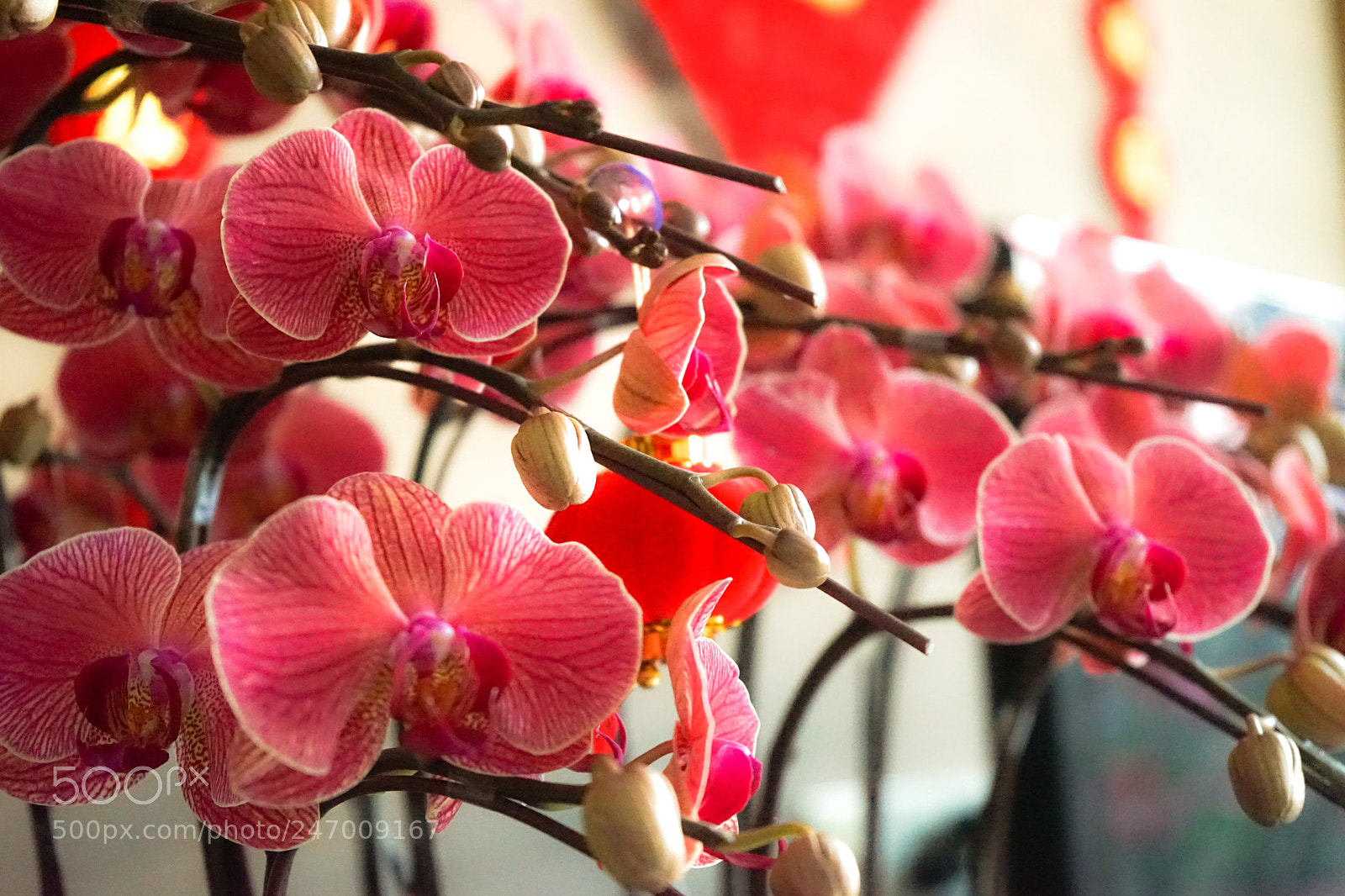 Sony a7 sample photo. Dsc photography