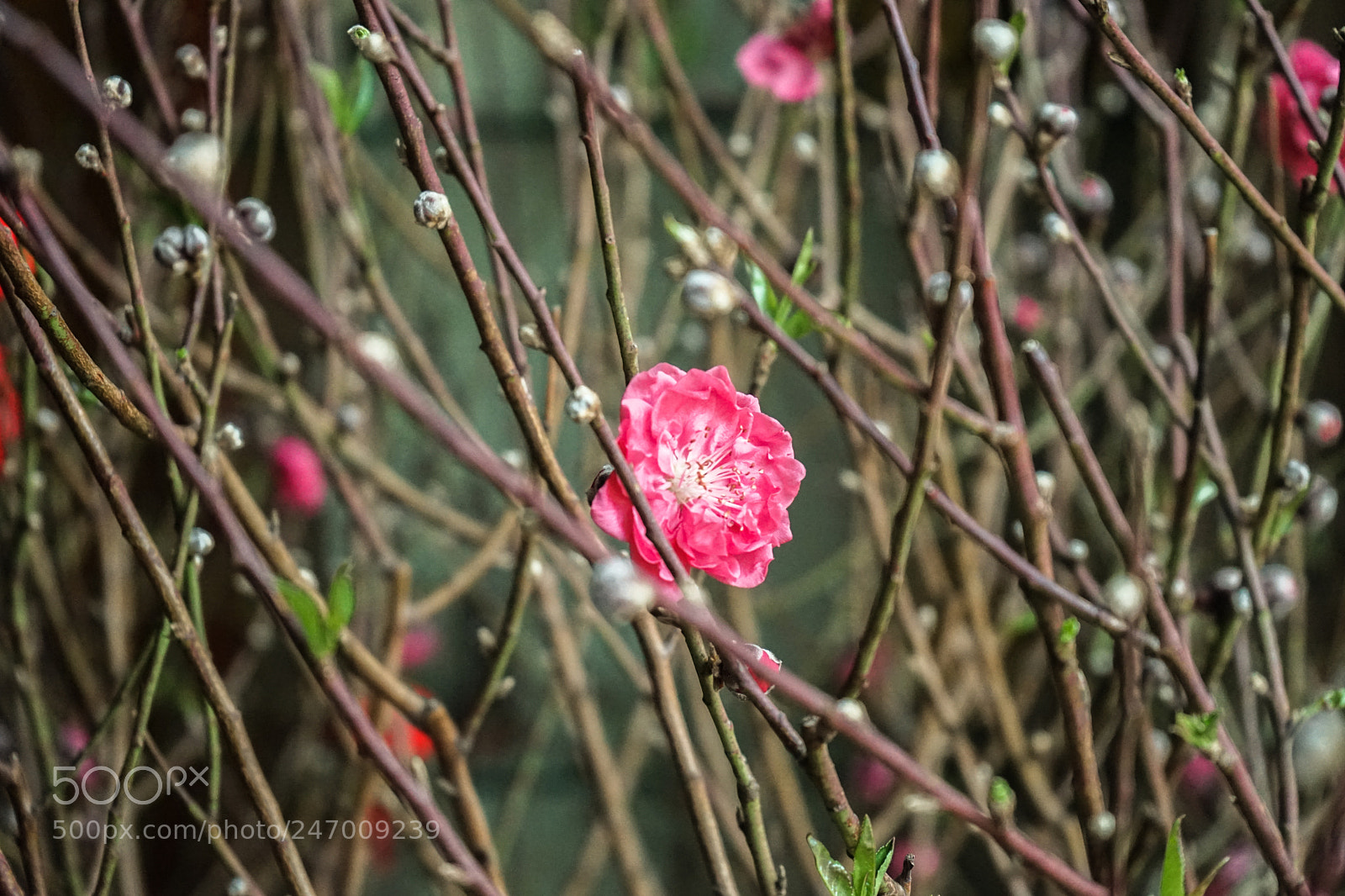 Sony a7 sample photo. Dsc photography