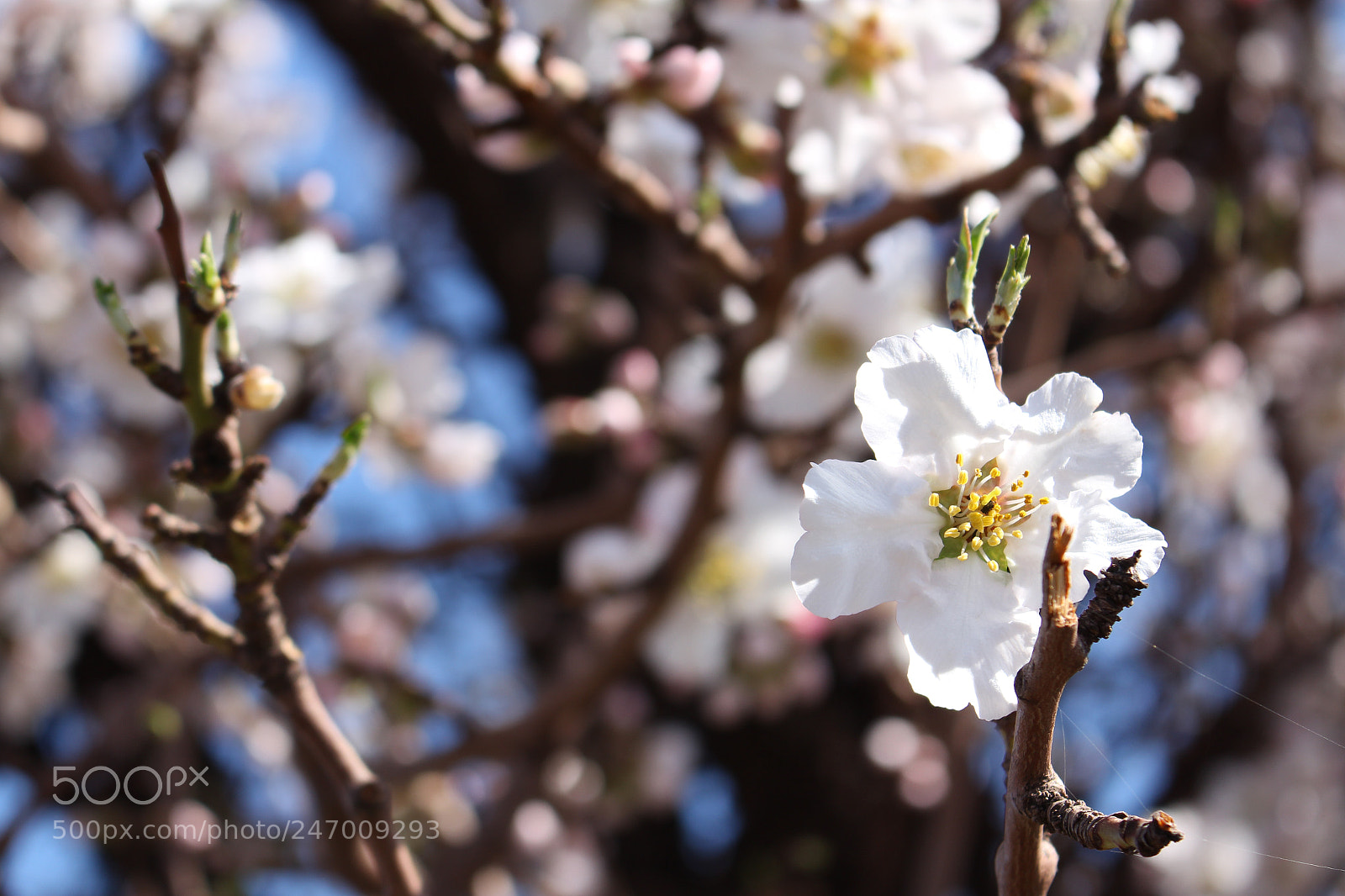 Canon EOS 700D (EOS Rebel T5i / EOS Kiss X7i) sample photo. Untitled photography