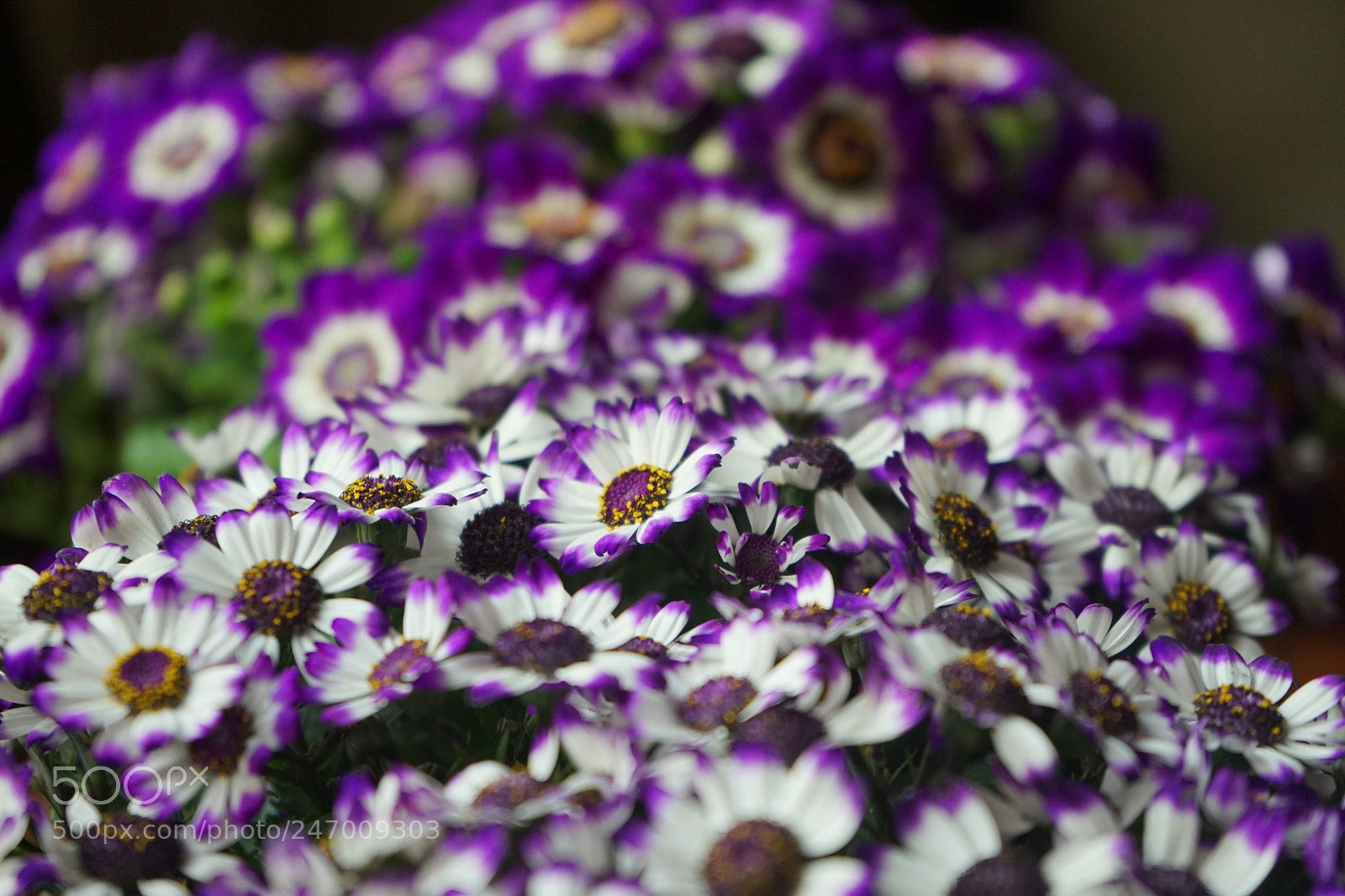Sony a7 sample photo. Dsc photography