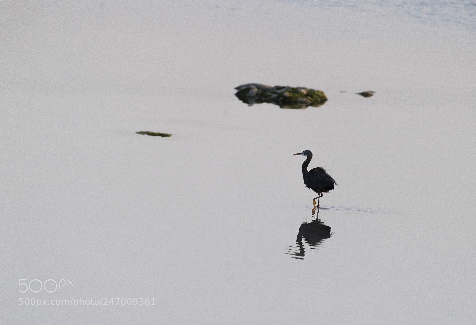 Nikon D5 sample photo. Alone photography