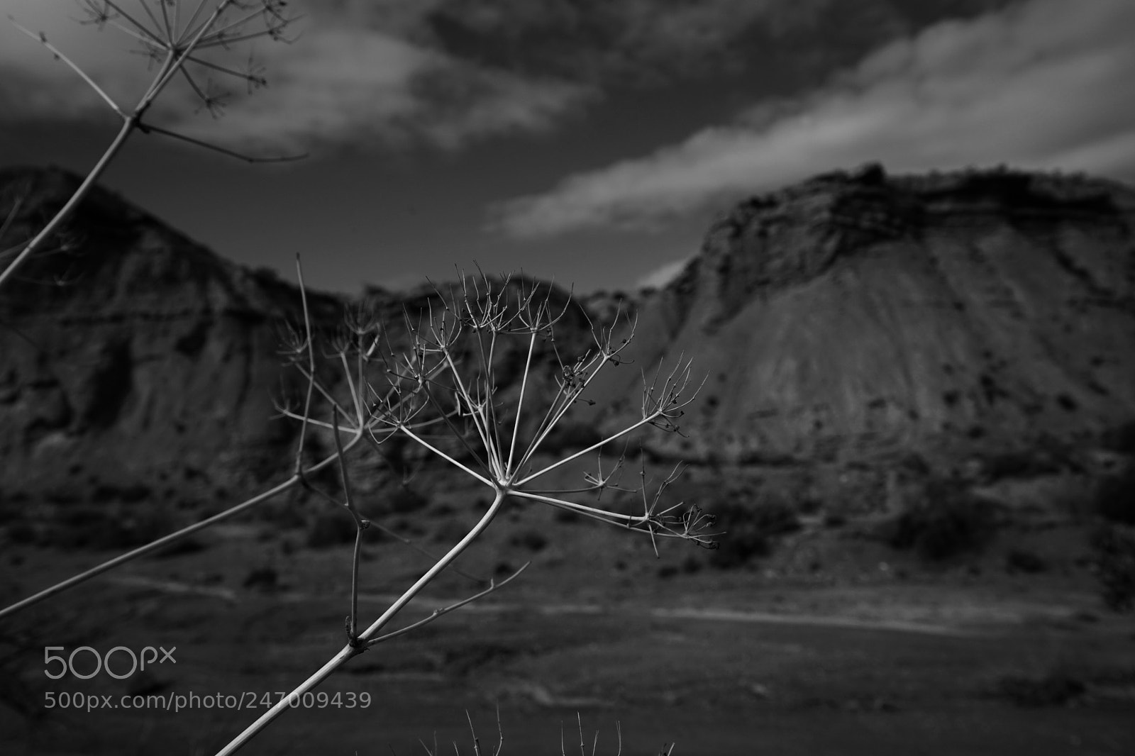 Sony a7 sample photo. Desierto 2 photography