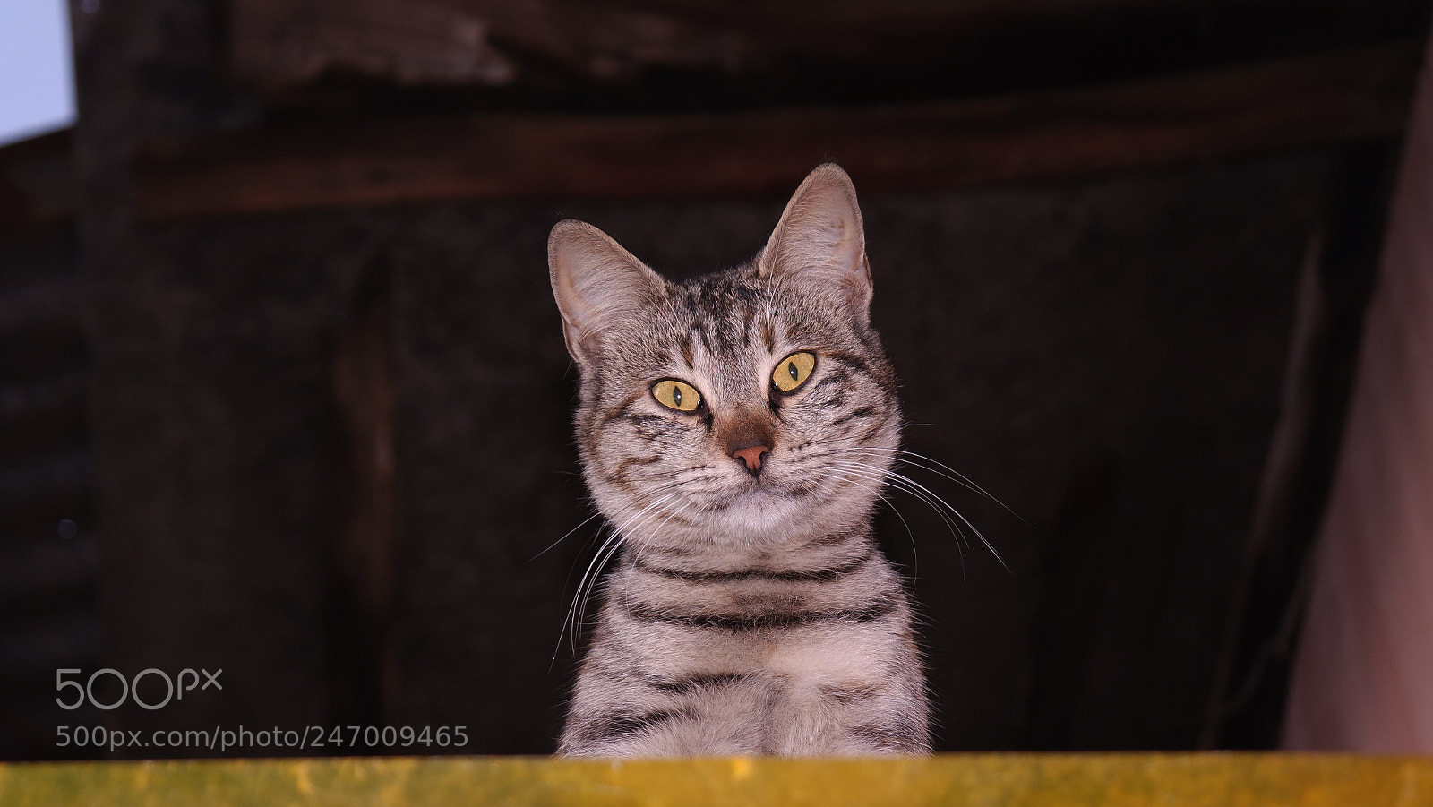 Samsung NX3000 sample photo. Samsung camera pictures photography
