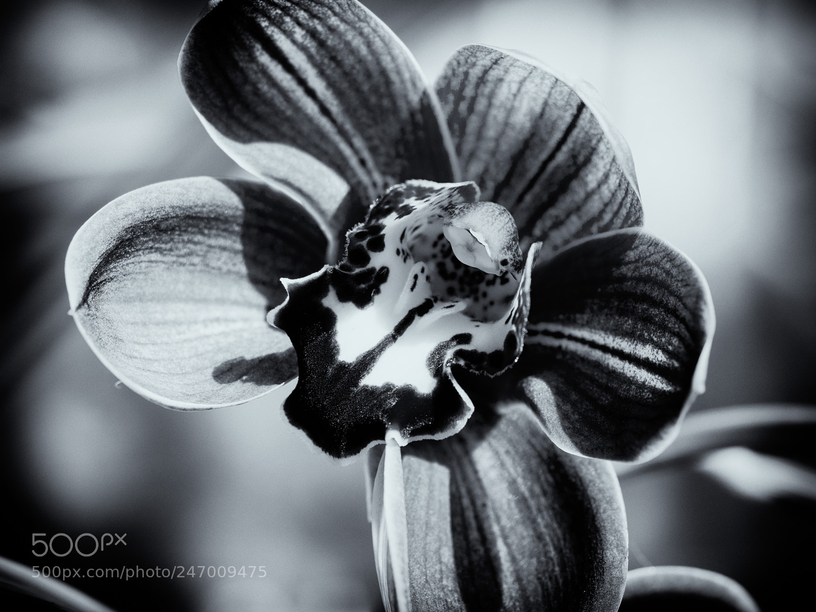 Olympus PEN E-P5 sample photo. Orchids 2 photography