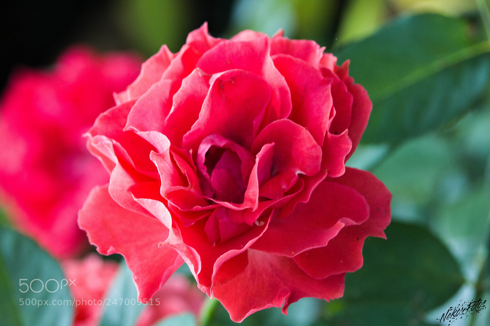 Canon EOS 60D sample photo. Noname3 photography